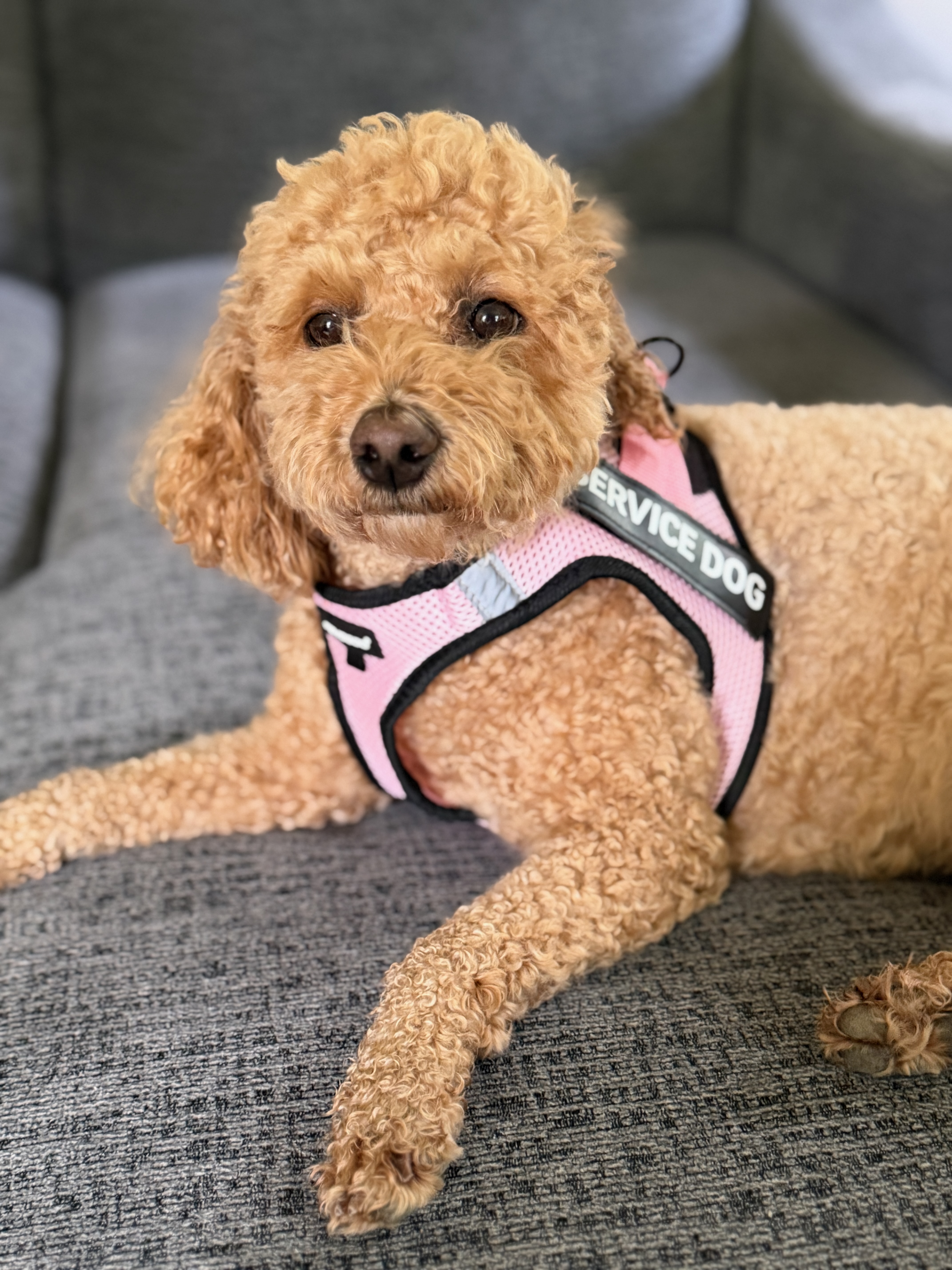 Leia – Service Dog